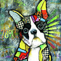 Boston Terrier #1 by Patricia Lintner