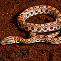 Brazilian Rainbow Boa Photograph by David Kenny Brazilian Rainbow Boa Photograph by David Kenny