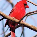 Cardinal in Winter Photograph by Karen Stansberry Cardinal in Winter Photograph by Karen Stansberry