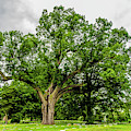 Centennial Oak, Salem Oak Tree Photograph by Louis Dallara Centennial Oak, Salem Oak Tree Photograph by Louis Dallara