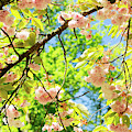 Cherry tree blossom Photograph by Anastasy Yarmolovich Cherry tree blossom Photograph by Anastasy Yarmolovich