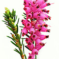 pink flowers Furzey heather by Robert C Paulson Jr pink flowers Furzey heather by Robert C Paulson Jr