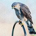Coopers Hawk Photograph by Cathy Kovarik Coopers Hawk Photograph by Cathy Kovarik