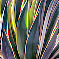 Edged in Light Photograph by Leda Robertson Edged in Light Photograph by Leda Robertson