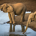 Elephants Drinking From A Water Hole. by Jamie Pham Elephants Drinking From A Water Hole. by Jamie Pham