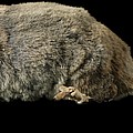 Eurasian Water Shrew #1 Photograph by Science Photo Library