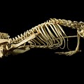 European Mole Skeleton #1 Photograph by Science Photo Library