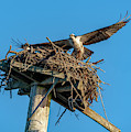 Feathering The Nest Photograph by Cathy Kovarik Feathering The Nest Photograph by Cathy Kovarik