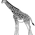 Giraffe - Ink Illustration by Loren Dowding Giraffe - Ink Illustration by Loren Dowding