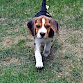Hermine The Beagle Photograph by Thomas Schroeder Hermine The Beagle Photograph by Thomas Schroeder
