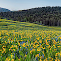 Caribou Mountains Idaho Panoramic Photograph by Leland D Howard