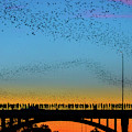 Hundreds Of People Gather To See The World's Largest Urban Bat C by Austin Bat Tours Hundreds Of People Gather To See The World's Largest Urban Bat C by Austin Bat Tours
