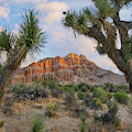 Joshua Tree And Cliffs, Red Rock Canyon State Park, California Photograph by Tim Fitzharris Joshua Tree And Cliffs, Red Rock Canyon State Park, California Photograph by Tim Fitzharris