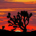 Joshua Tree at Sunset Photograph by Jeff Goulden Joshua Tree at Sunset Photograph by Jeff Goulden