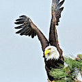Lifted Wings by Mike Dawson Lifted Wings by Mike Dawson