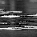 Loon #1 Photograph by Rudy Viereckl Loon #1 Photograph by Rudy Viereckl