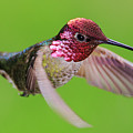 Male Anna's Hummingbird Photograph by Briand Sanderson Male Anna's Hummingbird Photograph by Briand Sanderson