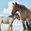 Mare with foal close together #1 by Nick Biemans