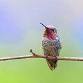 Midsummer Night's Dream III - Male Anna's Hummingbird Photograph by Briand Sanderson Midsummer Night's Dream III - Male Anna's Hummingbird Photograph by Briand Sanderson