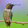 Midsummer Night's Dream IV - Male Anna's Hummingbird Photograph by Briand Sanderson Midsummer Night's Dream IV - Male Anna's Hummingbird Photograph by Briand Sanderson