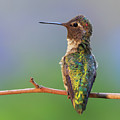 Midsummer Night's Dream V - Male Anna's Hummingbird Photograph by Briand Sanderson Midsummer Night's Dream V - Male Anna's Hummingbird Photograph by Briand Sanderson