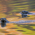 North American River Otter Two Swimming, Maine, Usa by George Sanker / Naturepl.com North American River Otter Two Swimming, Maine, Usa by George Sanker / Naturepl.com