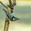 Nuthatch Photograph by Cathy Kovarik Nuthatch Photograph by Cathy Kovarik