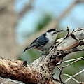 Nuthatch Photograph by Dorrene BrownButterfield Nuthatch Photograph by Dorrene BrownButterfield