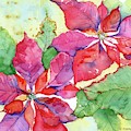 Poinsettia Painting by Rebecca Matthews Poinsettia Painting by Rebecca Matthews