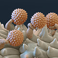 Pollen And Pollen Tubes, Sem Photograph by Oliver Meckes EYE OF SCIENCE Pollen And Pollen Tubes, Sem Photograph by Oliver Meckes EYE OF SCIENCE