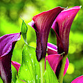 Purple Calla Lily Flower Photograph by Raul Rodriguez Purple Calla Lily Flower Photograph by Raul Rodriguez