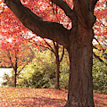 Shading Autumn by Ann Horn Shading Autumn by Ann Horn
