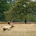 Stag Photograph by Chris Boulton Stag Photograph by Chris Boulton