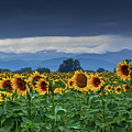 Sunflowers Under A Stormy Sky Photograph by John De Bord Sunflowers Under A Stormy Sky Photograph by John De Bord