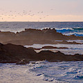 The Birds Photograph by Derek Dean The Birds Photograph by Derek Dean