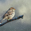 The First Snow Photograph by Cathy Kovarik The First Snow Photograph by Cathy Kovarik