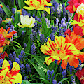 Tulips and Bluebell Flowerbed Photograph by Anastasy Yarmolovich Tulips and Bluebell Flowerbed Photograph by Anastasy Yarmolovich
