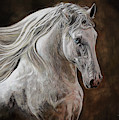 Windswept by Terry Kirkland Cook