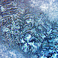 Winter Garden #1 by Rein Nomm