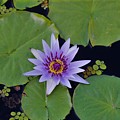 Botanical Gardens Photograph by Donn Ingemie Botanical Gardens Photograph by Donn Ingemie