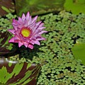 Botanical Gardens Photograph by Donn Ingemie Botanical Gardens Photograph by Donn Ingemie