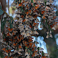 1261 Beautiful Monarchs by Craig Corwin