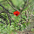 Anemones Photograph by Benny Woodoo Anemones Photograph by Benny Woodoo