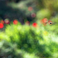 Anemones Photograph by Benny Woodoo Anemones Photograph by Benny Woodoo