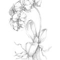 Botanical Sketch V Painting by Ethan Harper Botanical Sketch V Painting by Ethan Harper