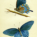butterflies - Papilio philenor Mixed Media by Unknown butterflies - Papilio philenor Mixed Media by Unknown
