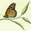 Butterfly Mixed Media by Unknown Butterfly Mixed Media by Unknown