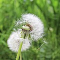 Dandelion head close up Photograph by Martin Smith Dandelion head close up Photograph by Martin Smith