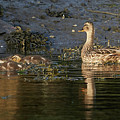Female Mallard and Ducklings Swimming Photograph by Pablo Avanzini Female Mallard and Ducklings Swimming Photograph by Pablo Avanzini