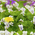 I Choose Spring by Marilyn Cornwell I Choose Spring by Marilyn Cornwell